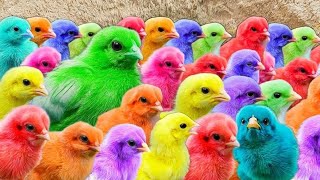Tangkap Ayam Lucu, Ayam Warna Worni, Ayam Rainbows, Gokil Kelinci, Kucing Lucu Bebak, Hewan Lucu