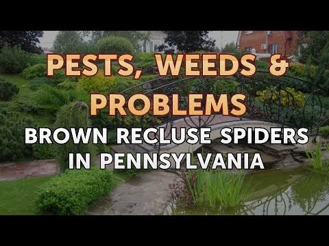 Brown Recluse Spiders in Pennsylvania