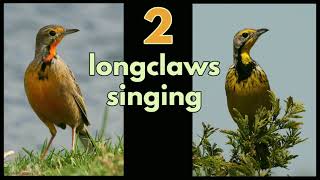 2 LONGCLAWS SINGING