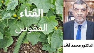 الدكتور محمد فائد || فاكهة القتاء (الفقوس)