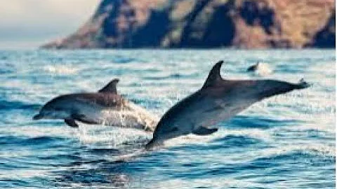 Dolphins