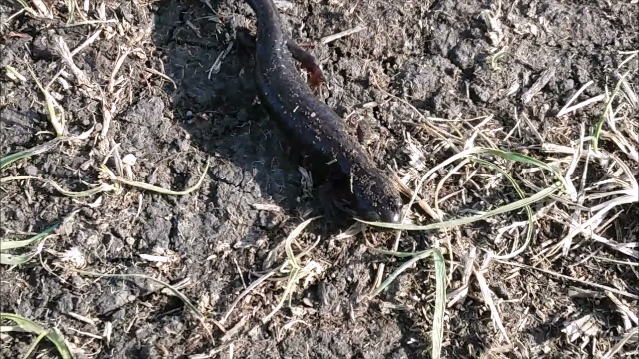 ЧЕРНАЯ САЛАМАНДРА МОНСТР. Black SALAMANDRA in the steppe of Kazakhstan...