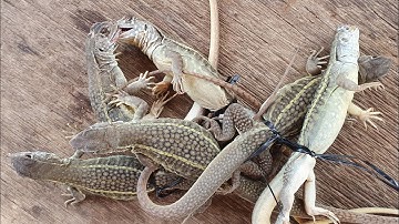 Thăm bẩy kỳ nhông/Dông cát | Châu Phước Nhi Vlog