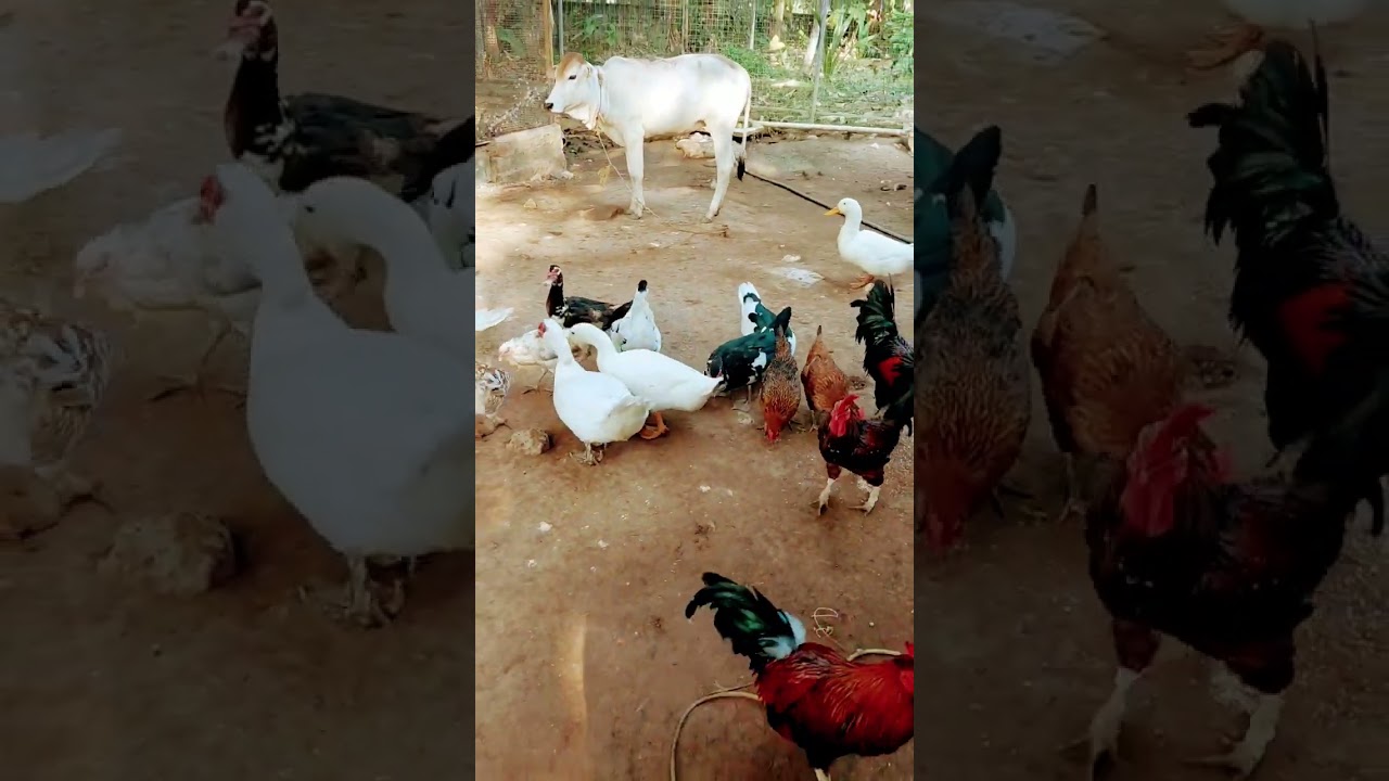 Farm Morning: Feeding Ducks and Roosters in the Backyard