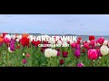Lockdown | Harderwijk - The Netherlands | Spring 2021