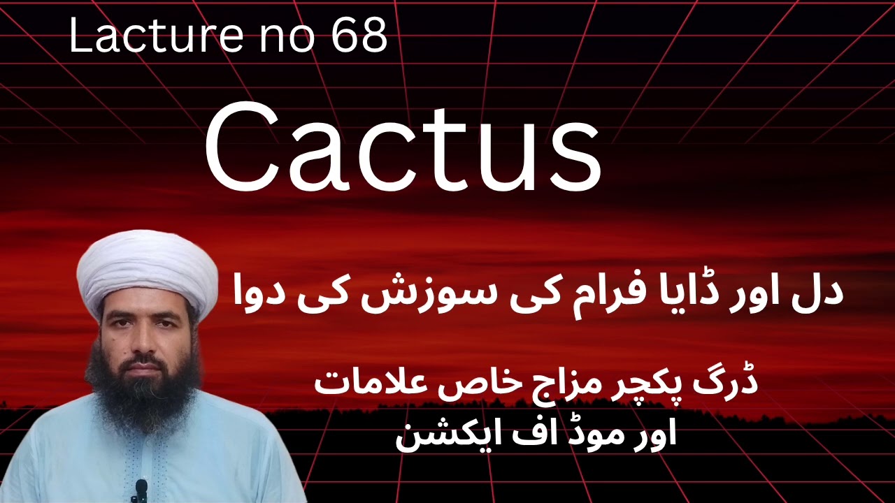 Cactus grandiflorus homeopathic medicine!cactus q!cactus 30!how to use cactus 