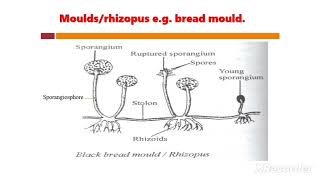 Form 3 KCSE Biology. Topic: Classification II. Subtopic: Kingdom Fungi. Lesson: 3