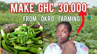 How To Start A Successful Okro Farm As A Beginner | Profitability Of Okro Farming | Frenat Farms