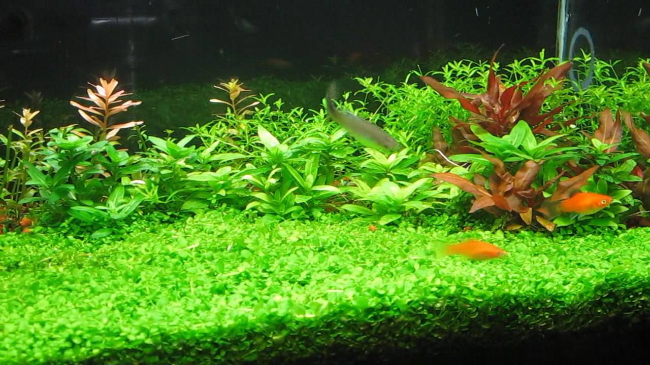 МИКРАНТЕМУМ МОНТЕ КАРЛО (MICRANTHEMUM SP. MONTE CARLO
