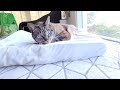 Amazing homemade memory foam comfy cat bed  cat loves it  cat life diy