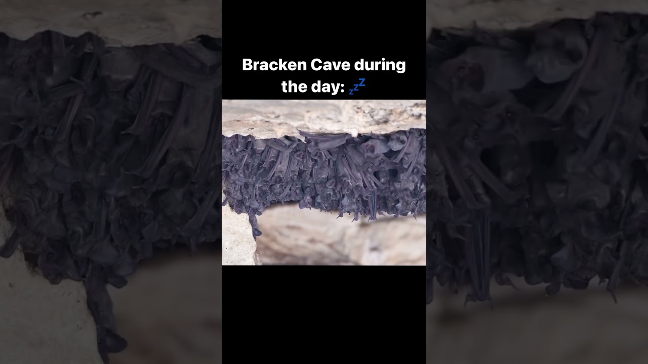 🖤 Bracken Cave appreciation post 🖤 
