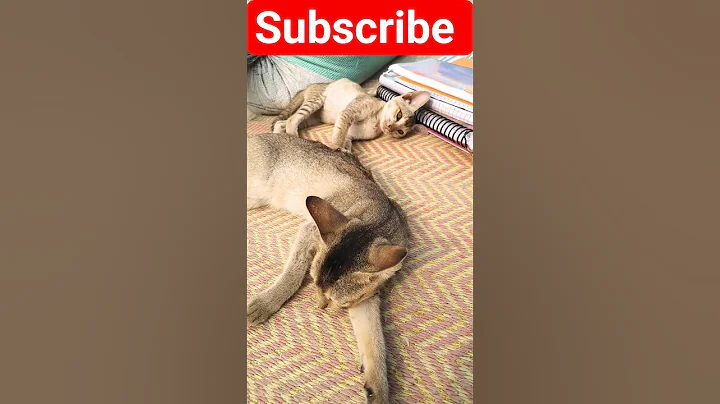 Video 11903161: cats funnycats catlover, cat fighting funnycats, cats catlover funny