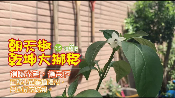 【Saki種植吧】朝天椒乾坤大挪移，得陽光者得天下，即時換盆才能瘋狂開花結果 - 天天要聞