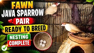 Fawn Java Sparrow pair 