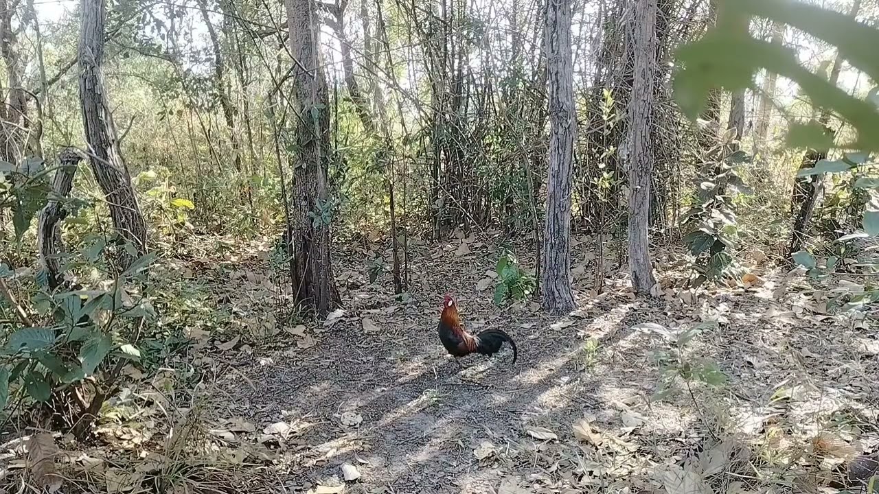 (ฉลามขาว).คลิปสวยงามประจำเดือน.ม.ค.69.ติดตามคับผม