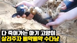 죽다 살아난 아깽이 정체는 수다냥 | 버려진 아기 고양이 구조 영상