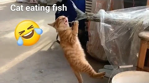 Video 6622871: cat meowing, hilarious cat, hilarious funny cat, cat eating fish, cat loves fish, cute cat, kitten