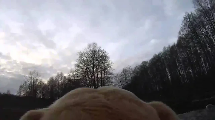 GoPro Dog Run and Swimming HD