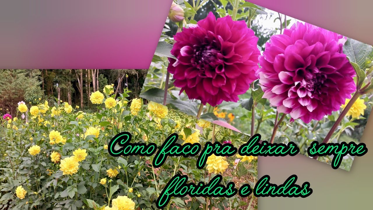 Cuidado com as DALIAS ~está  muito  florido meu canteiro  de DALIAS 