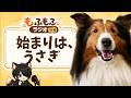 登録者24万人。でも始まりは、うさぎ1羽でした。【もふもふラジオ#10】#犬 #ペット