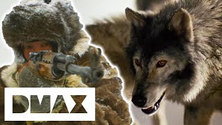 400 Super Pack Alpha Wolves Threaten Town | Man-Eating Wolves