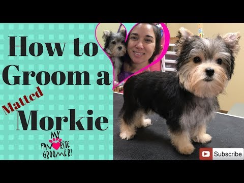 best brush for morkie