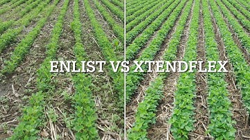 Enlist vs. Xtendflex Soybeans - Weed Control - Drone View