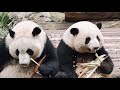 四川崇州 大熊猫的 专供笋 成了村民的 致富笋 四川崇州 大熊猫的 专供笋 成了村民的 致富笋