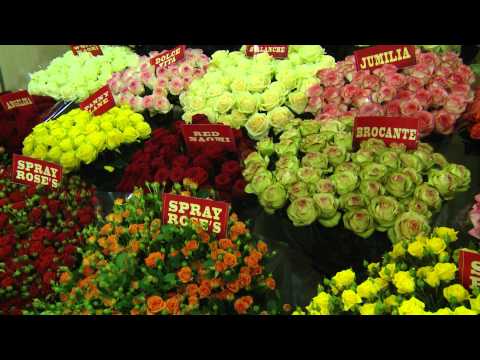 Video: Վարդերի տեսակները, դրանց առանձնահատկությունները, տնկանյութի ընտրությունը