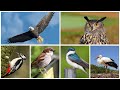 Звуки и голоса птиц для детей | Учим птиц