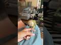 #birds #cute #greencheek #birdyshorts #sillybird #parrots #birdslover #birdsound #greencheekedconure