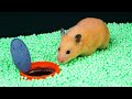 🐹AWESOME HAMSTER MAZE with TRAPS 😱Obstacle Course😱