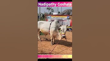 Breeding Bull #trending #yt #cow #baby #animals #hug  #youtube #shorts