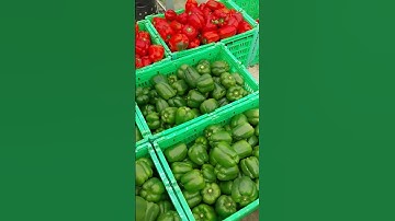 Panen paprika hidroponik #shorts