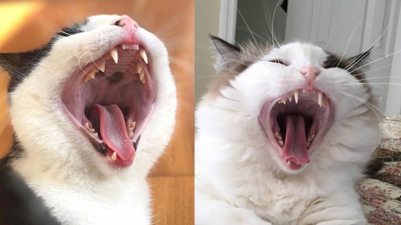 These Cats Are Broken 😂 Their Mouth Won't Stop Cute Cats Video 2019