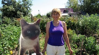 Дела дачные, удачные! Дела дачные, удачные!