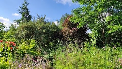Nordic Food Forest Thriving Wildly! Almost 9 Years Old - Zone 8-9