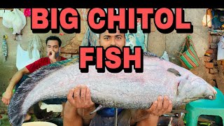 How to Big clown Kniefish Slicing | chitol Fish cutting |Big Fish Cutting in Govindpuri |RRRM |RRRM