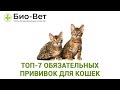 Топ-7 Обязательных Прививок Для Кошек / Какие Прививки Нужно Сделать Кошке / Ветклиника Био-Вет