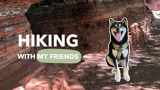 VLOG | Shiba Inu HIKING with his friends