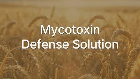 How to Use the Aflatoxin B1 (AFB1) Rapid Test Kit | Step-by-Step Video Guide