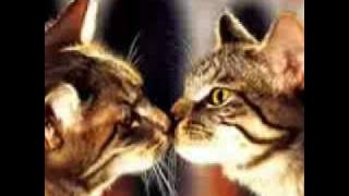 dedi kempot _jaran goyang by tri teguh