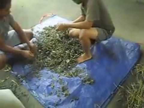 proses pembuatan pakan ternak tepung proses pembuatan pakan ternak tepung