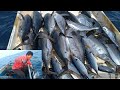 MANCING RINTA DAN MANCING TONDA BABY TUNA JUMBO DAN BABY CAKALANG,MANCING TRADISIONAL