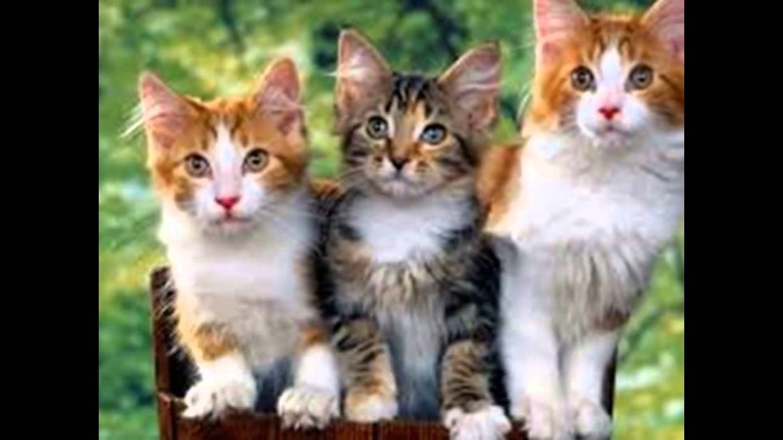  Gambar  Berikut Daftar Harga Kucing  Termahal  Dunia Okdogi 