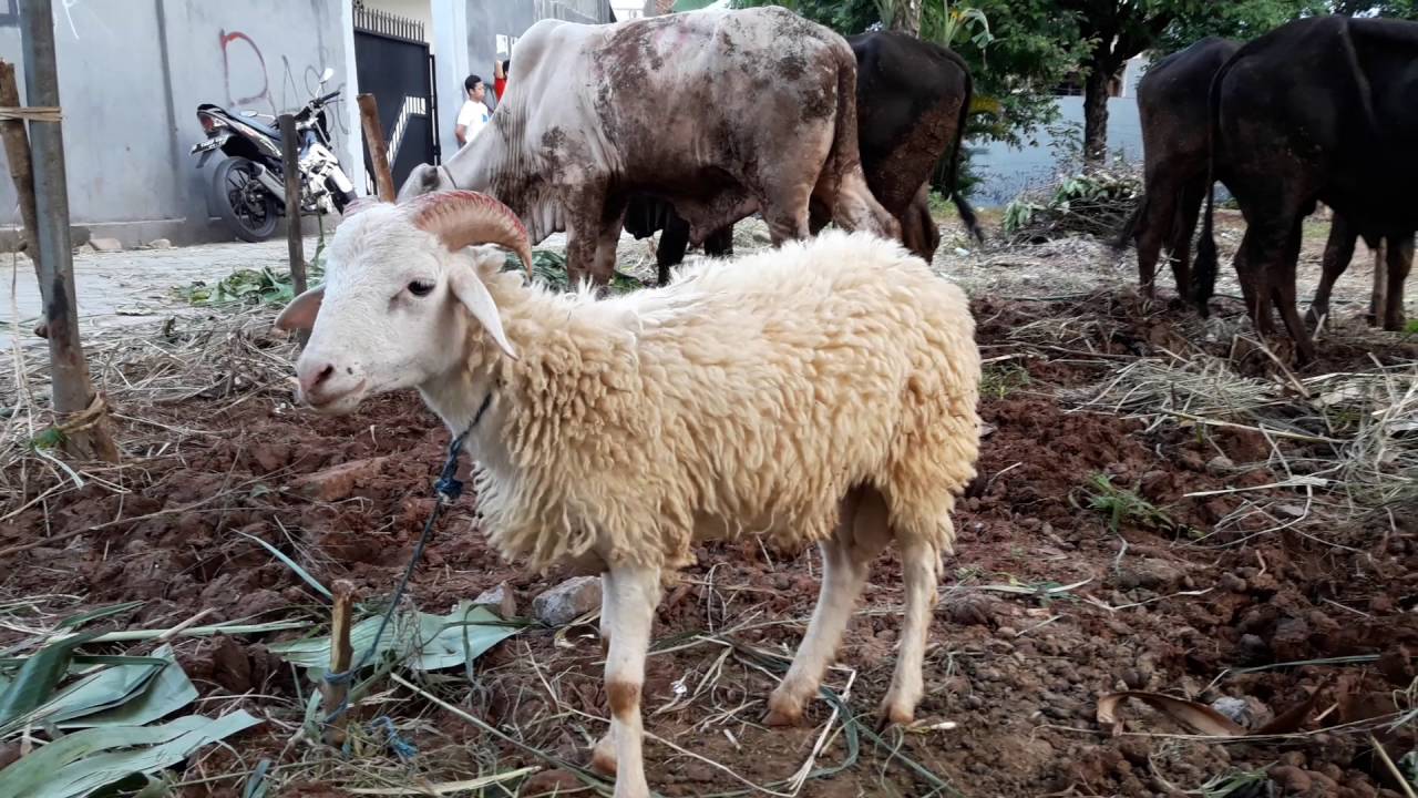 Video Kartun Kambing  Lucu Gambar Gokil