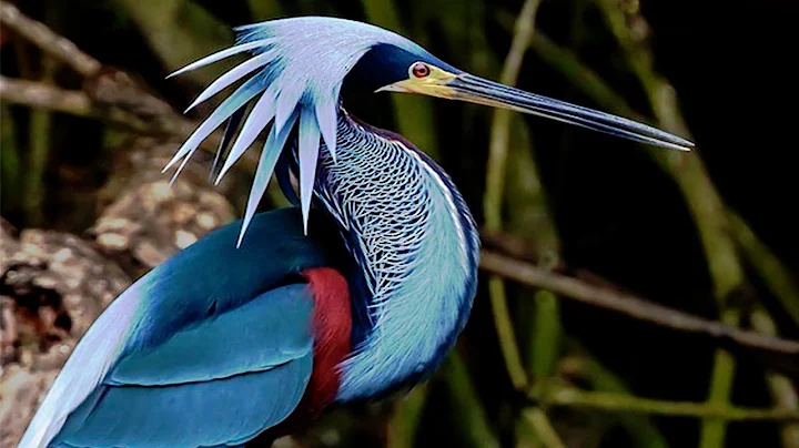 10 Most Beautiful Herons In The World - DayDayNews