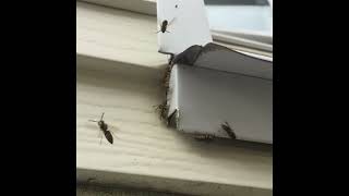 aggressive Yellowjackets@PestControlCanada