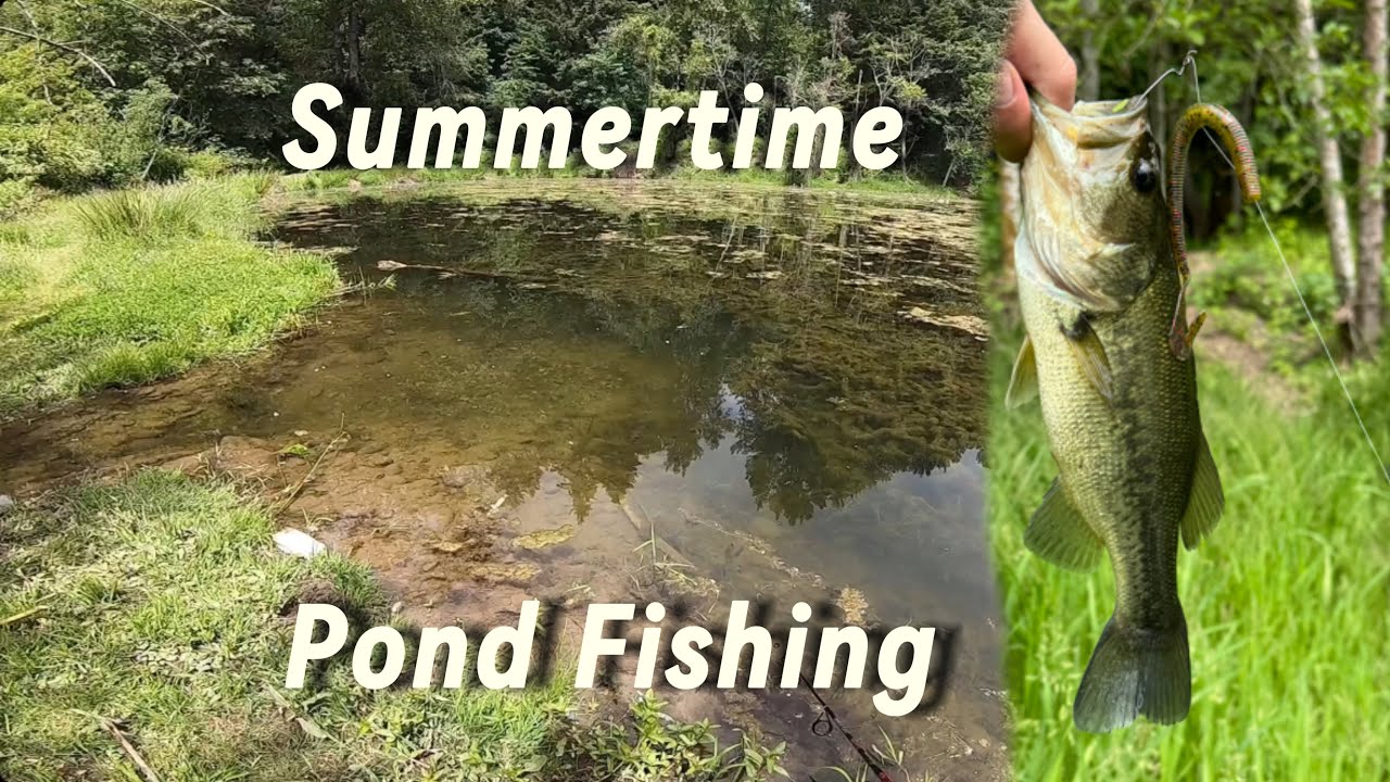Largemouth Bass Fishing at my Local Pond! Catch and Release!! 🎣🎣🎣