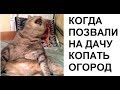 Лютые приколы. Мама позвала на дачу копать огород